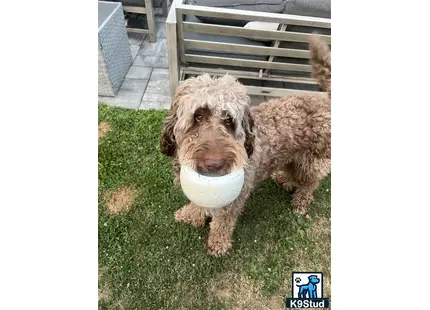 a labradoodle dog holding a ball in its mouth